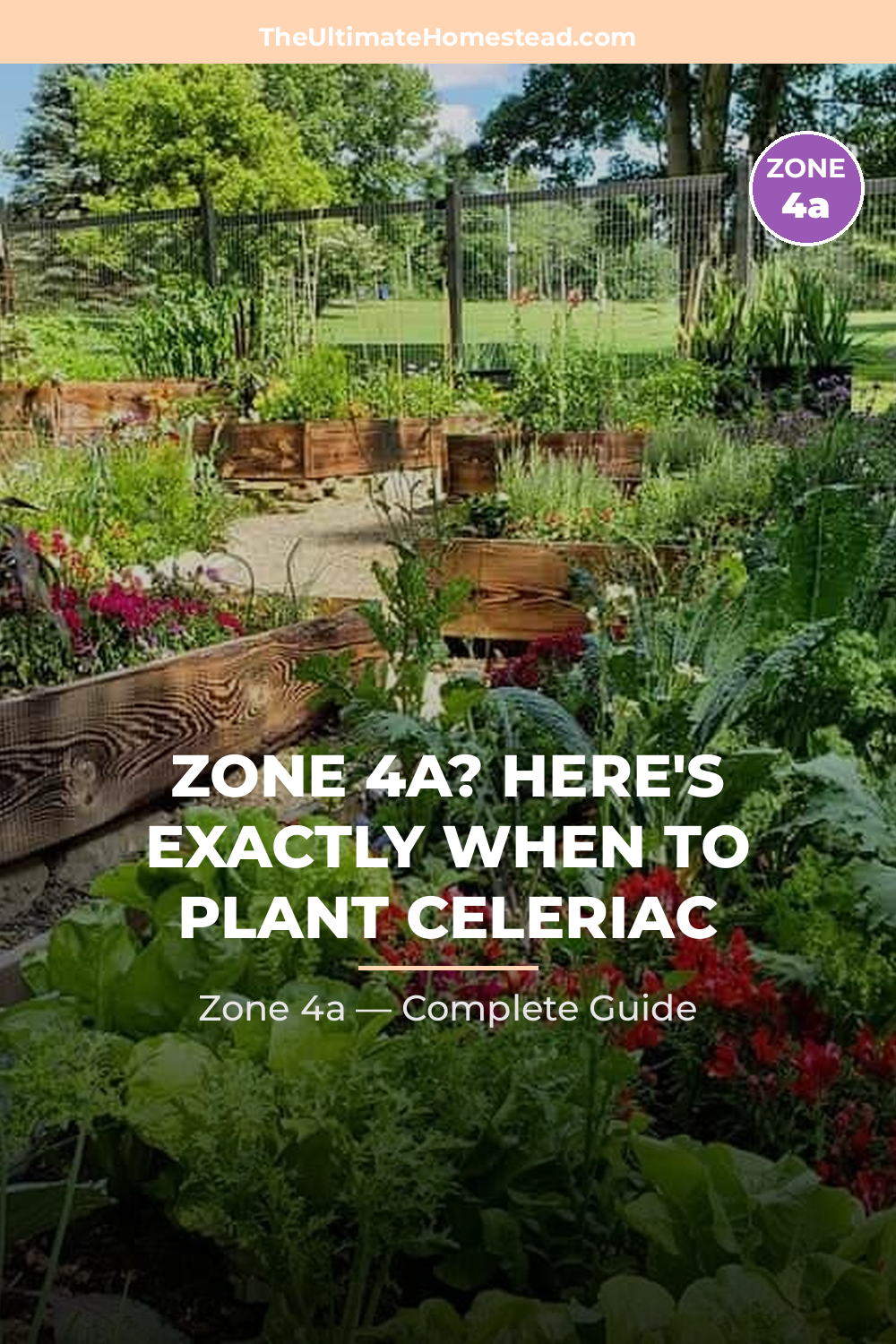 When to Plant Celeriac in Zone 4a