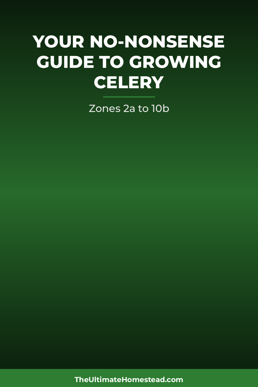 Celery Planting Guide