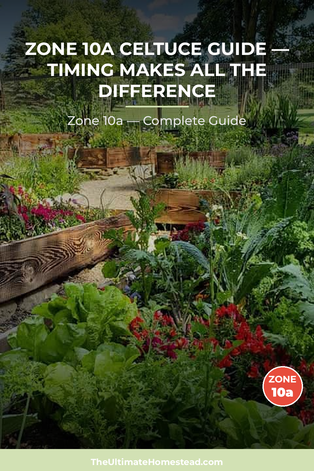 When to Plant Celtuce in Zone 10a