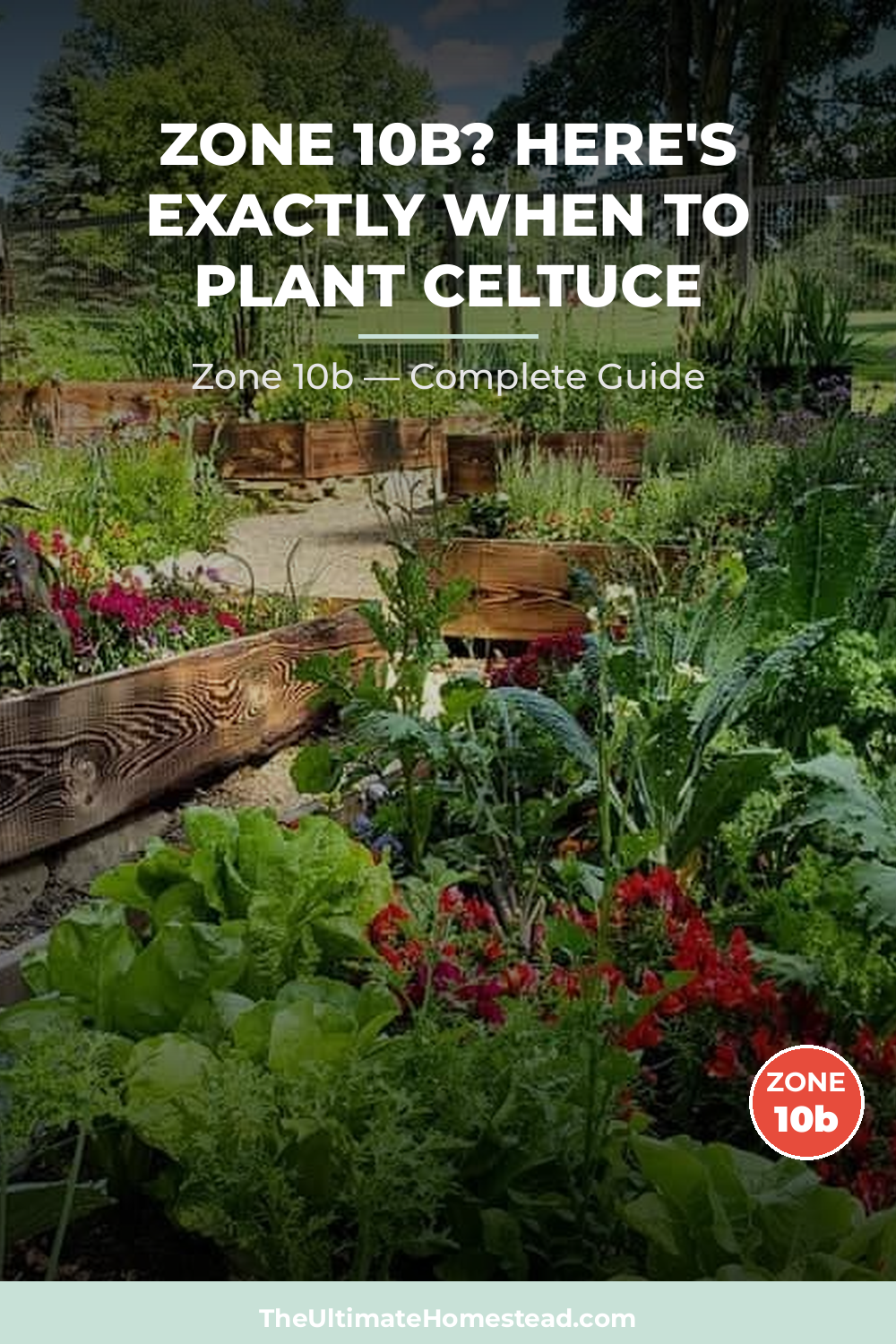 When to Plant Celtuce in Zone 10b