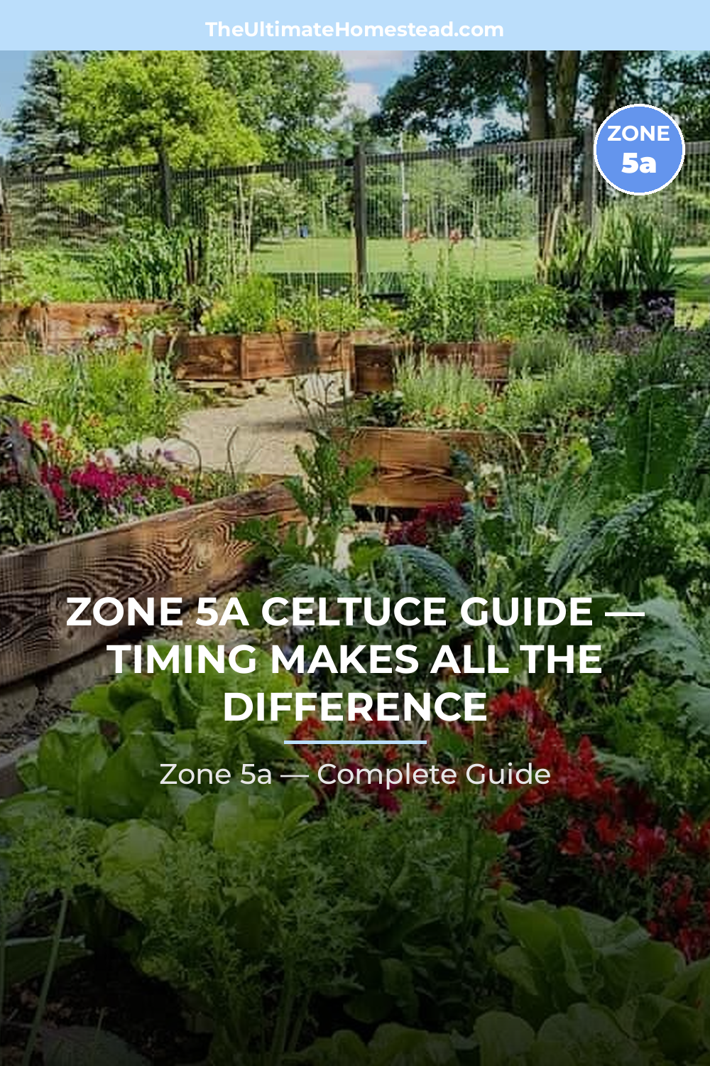 When to Plant Celtuce in Zone 5a