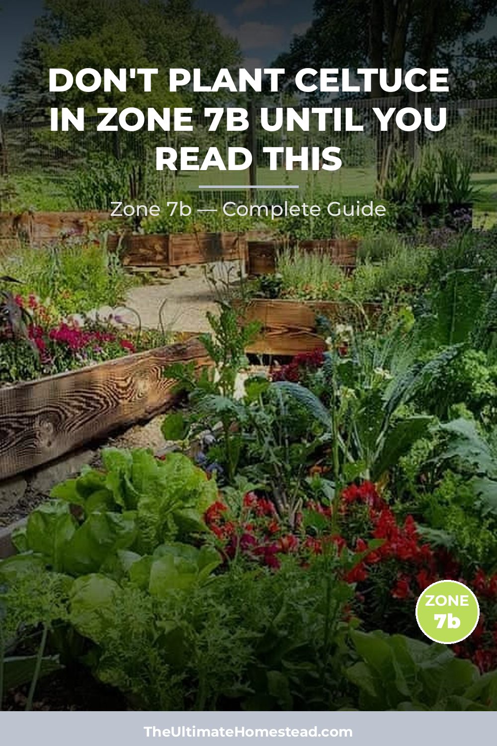 When to Plant Celtuce in Zone 7b