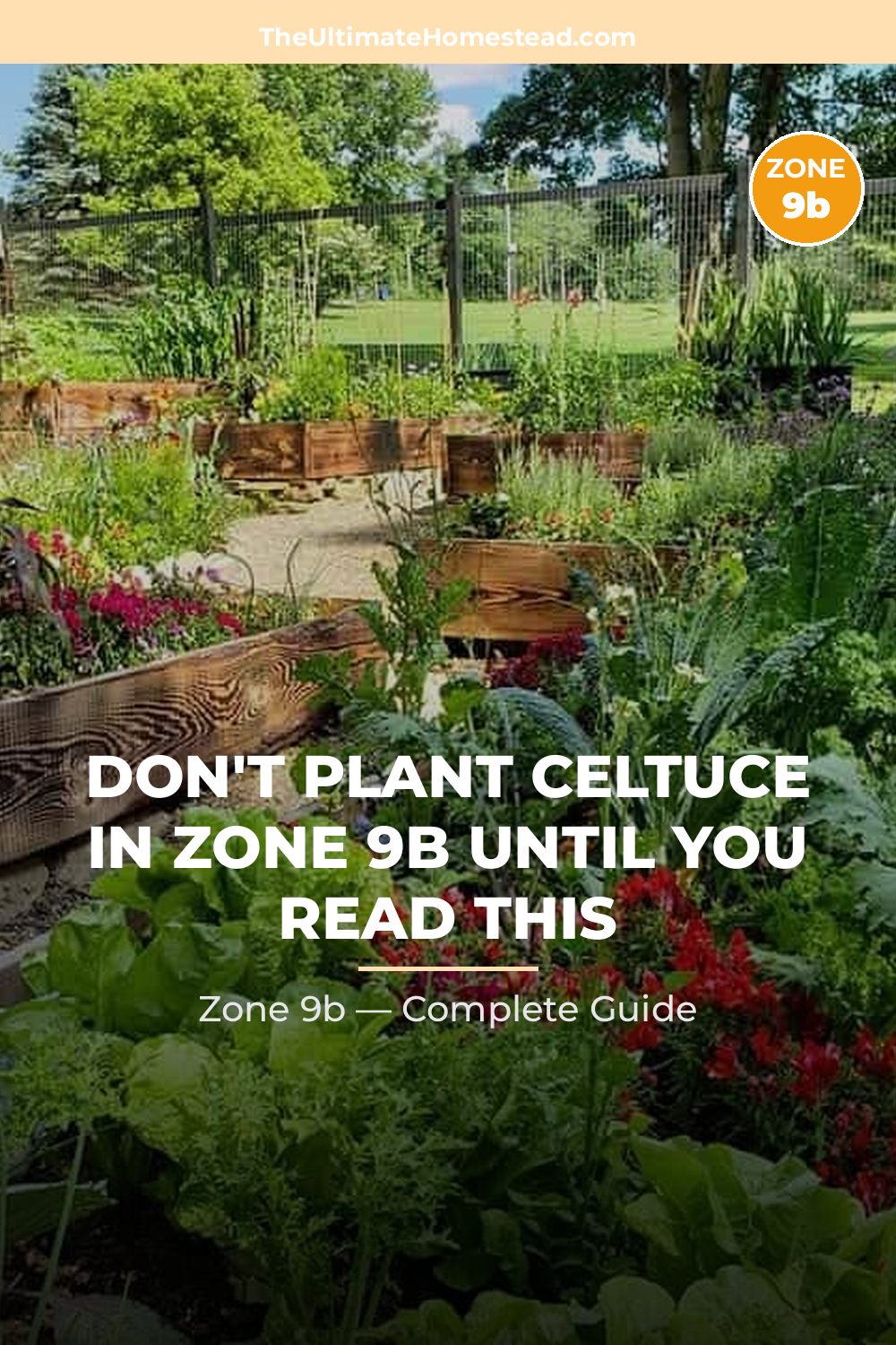 When to Plant Celtuce in Zone 9b