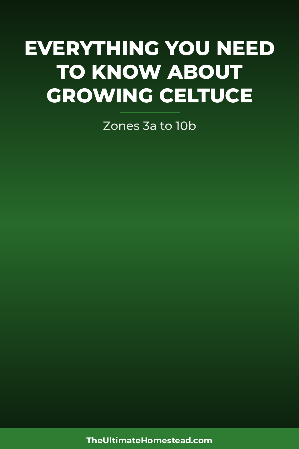 Celtuce Planting Guide