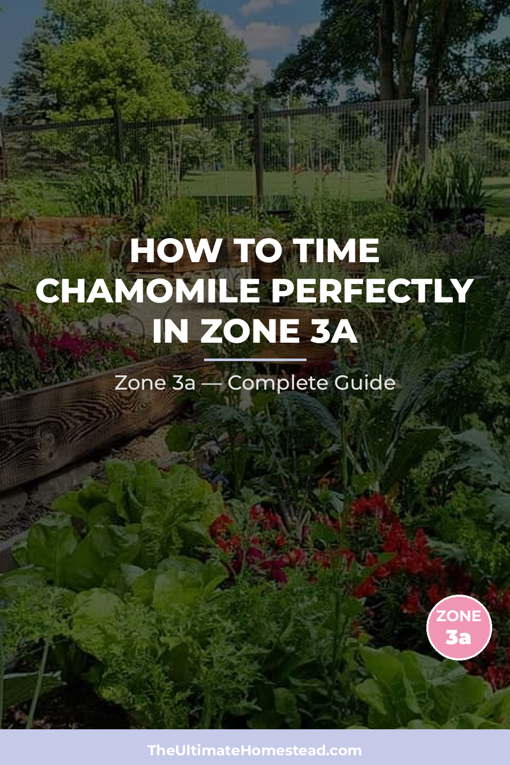 When to Plant Chamomile in Zone 3a