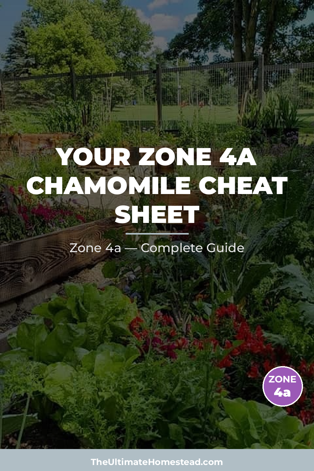 When to Plant Chamomile in Zone 4a