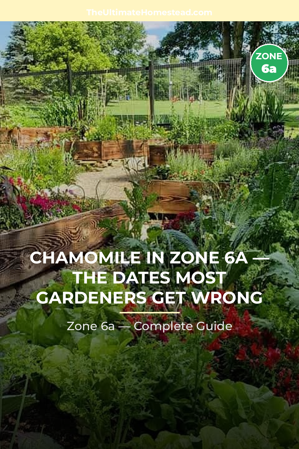 When to Plant Chamomile in Zone 6a