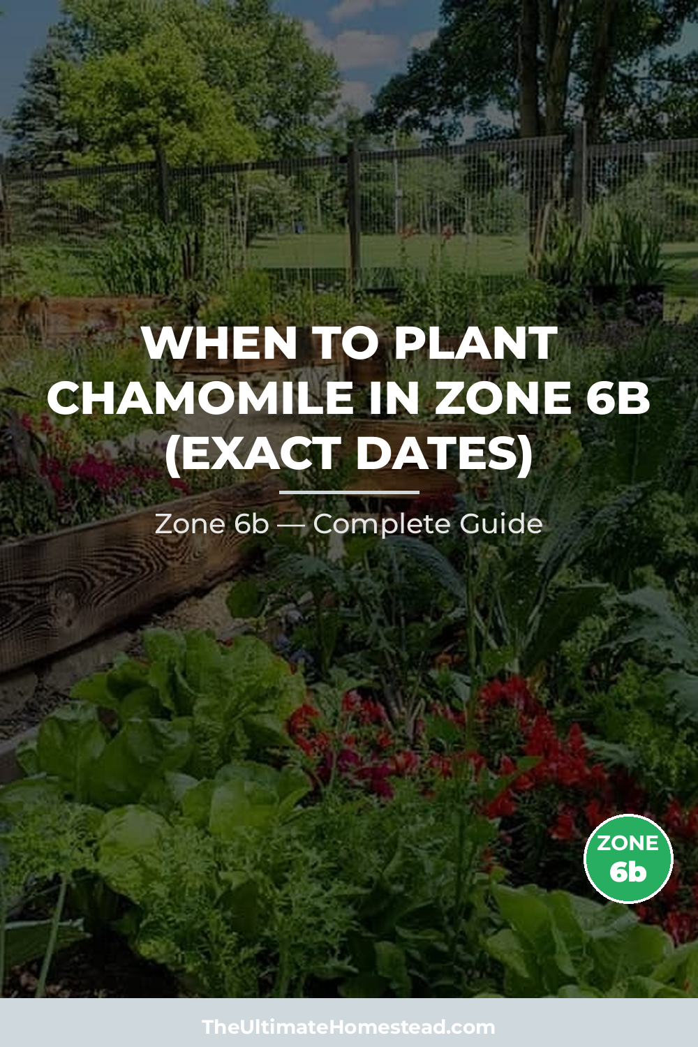 When to Plant Chamomile in Zone 6b