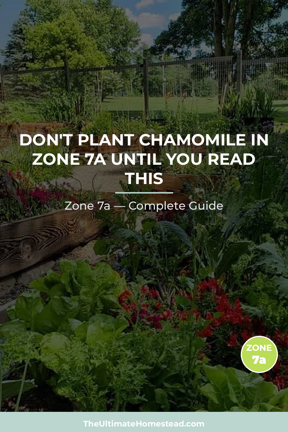 When to Plant Chamomile in Zone 7a