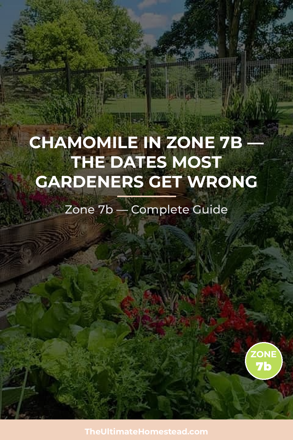 When to Plant Chamomile in Zone 7b