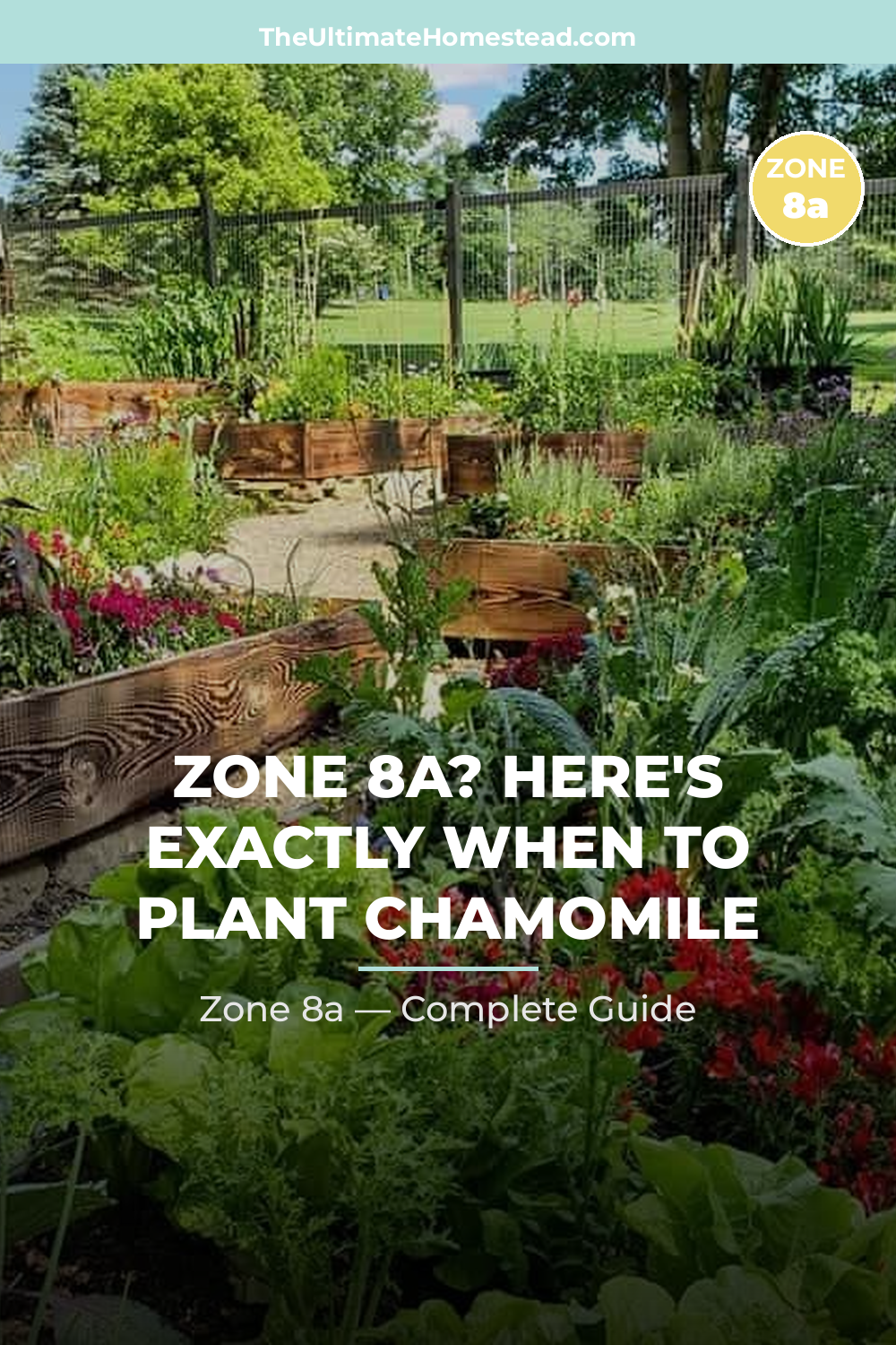 When to Plant Chamomile in Zone 8a