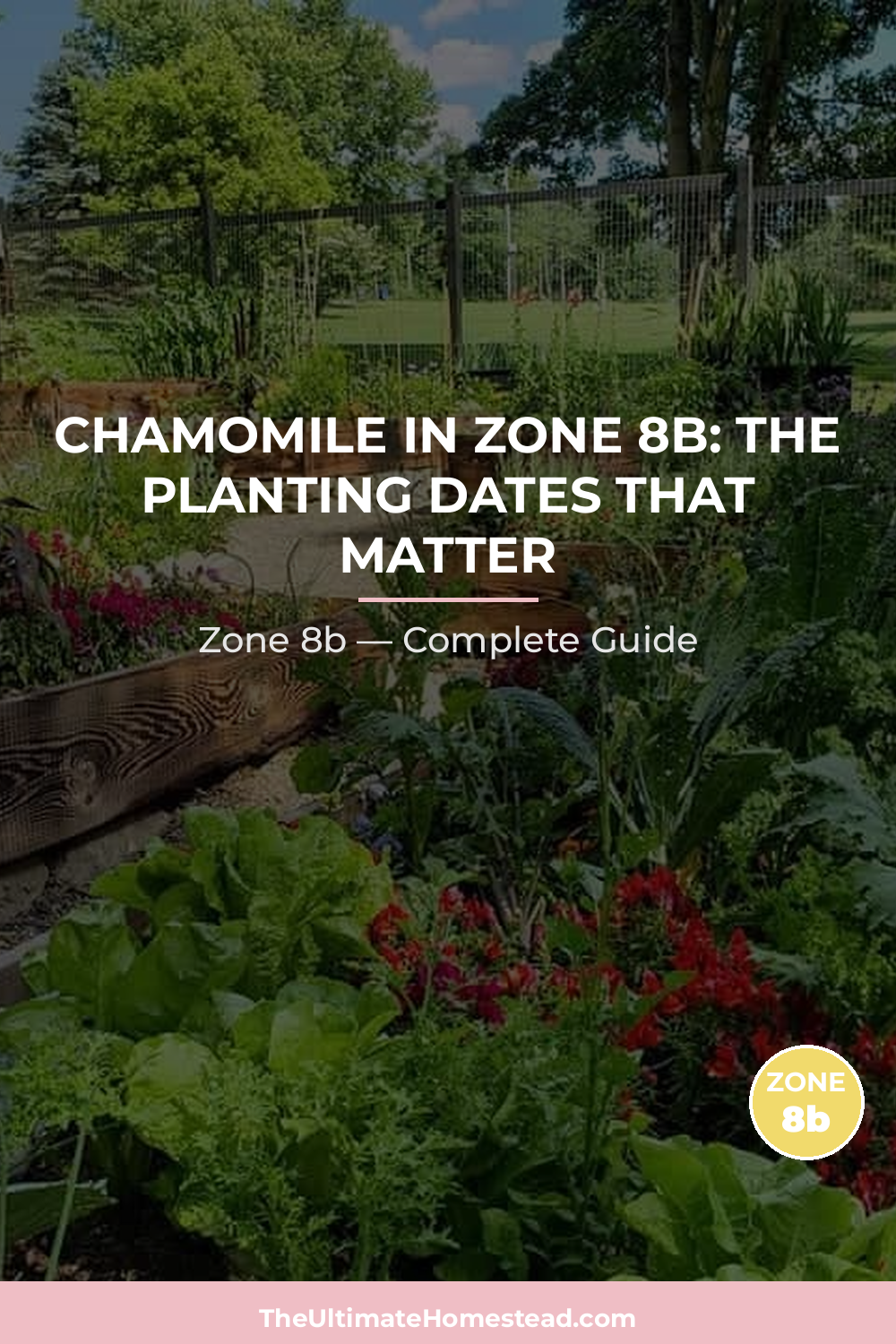When to Plant Chamomile in Zone 8b
