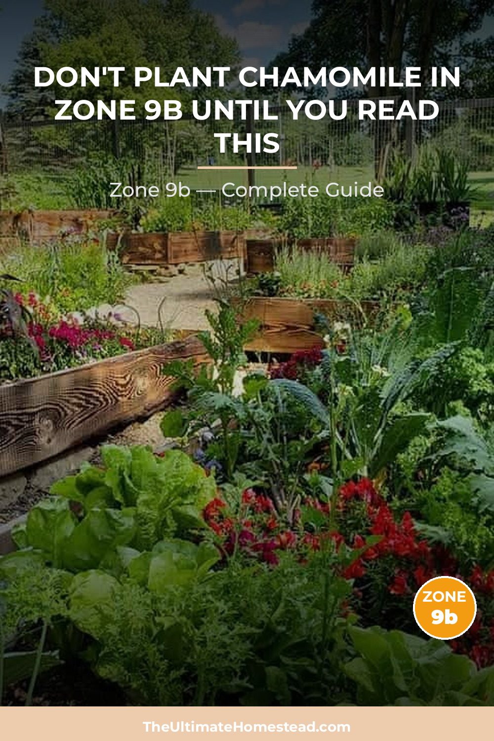 When to Plant Chamomile in Zone 9b