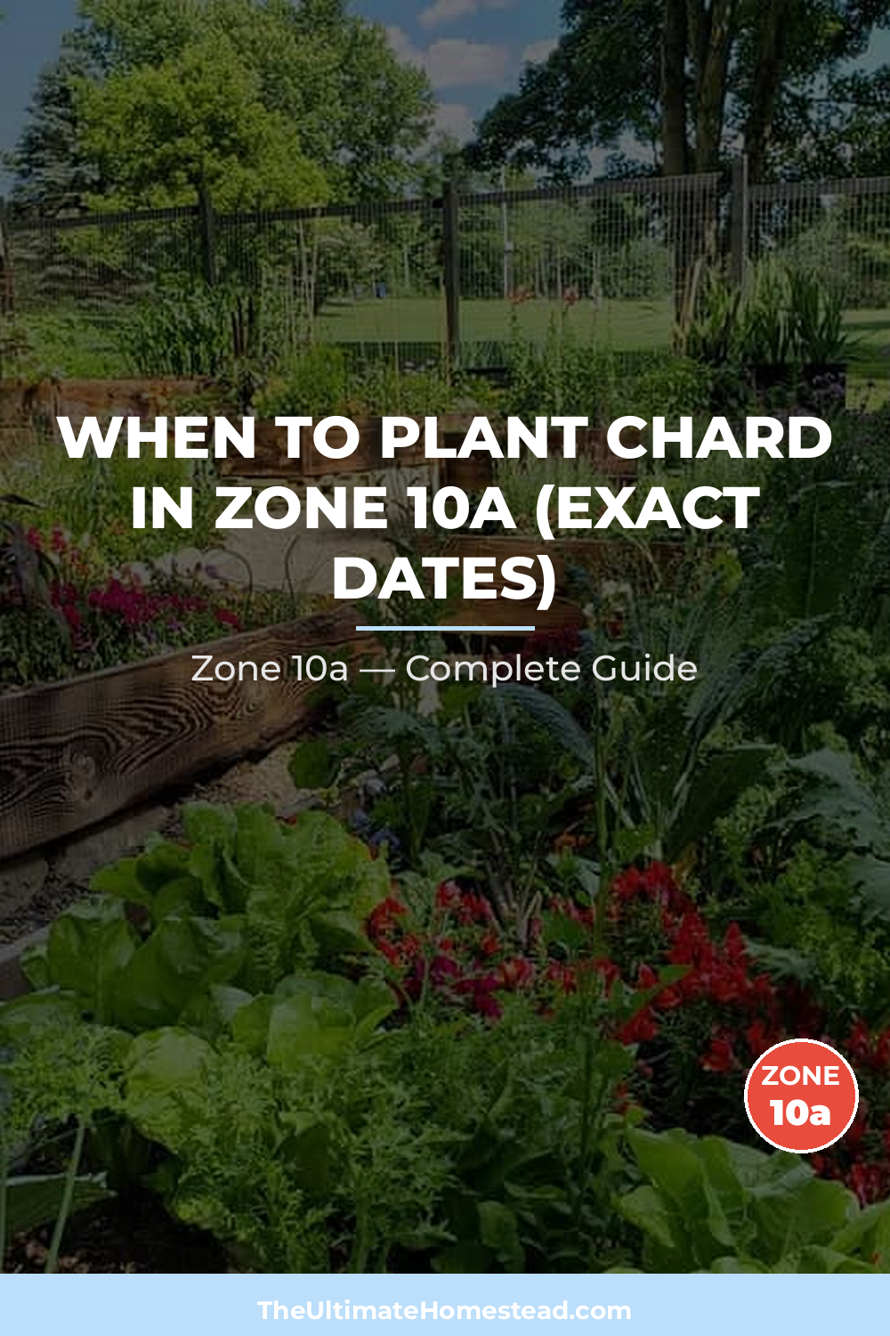 When to Plant Chard in Zone 10a