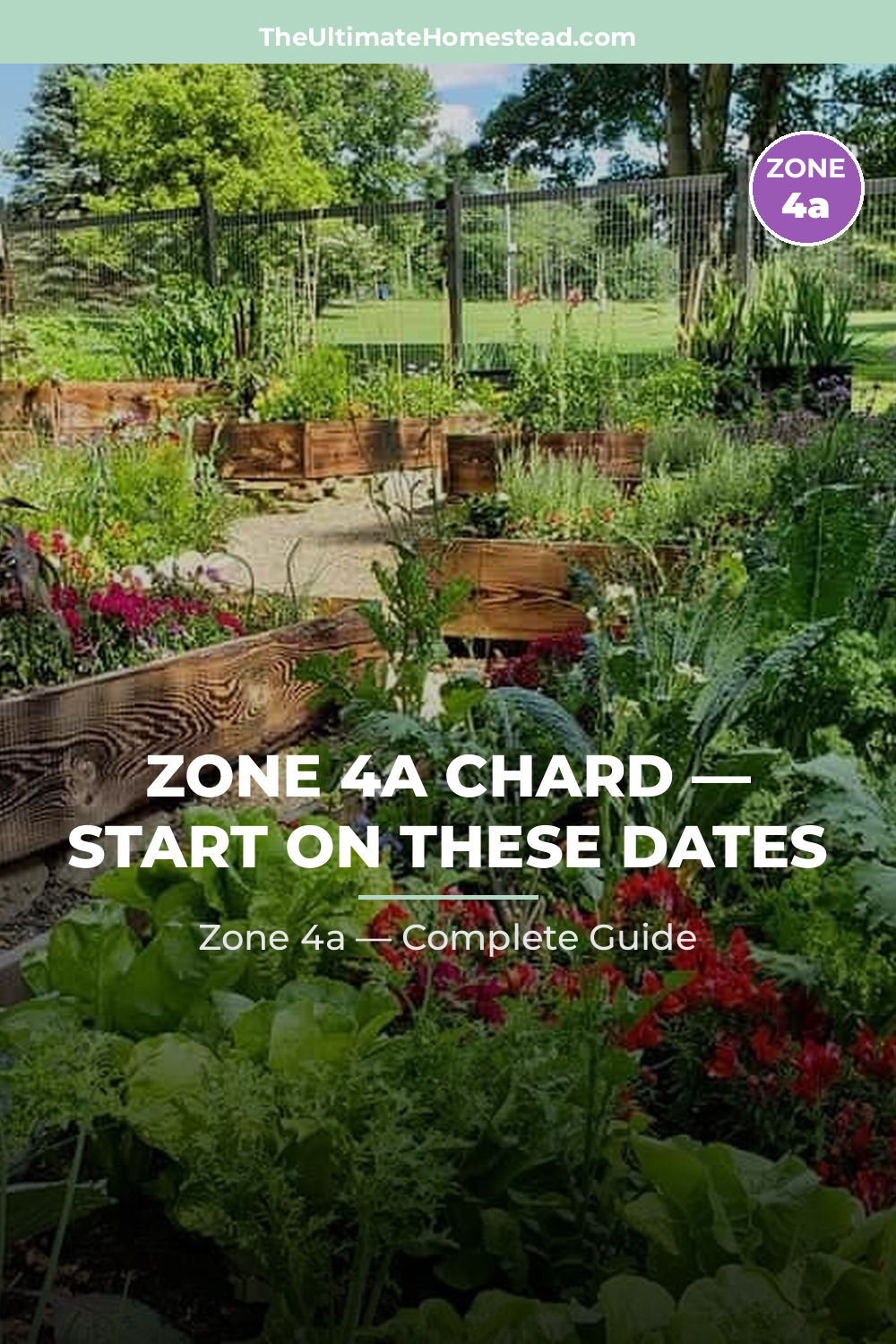 When to Plant Chard in Zone 4a