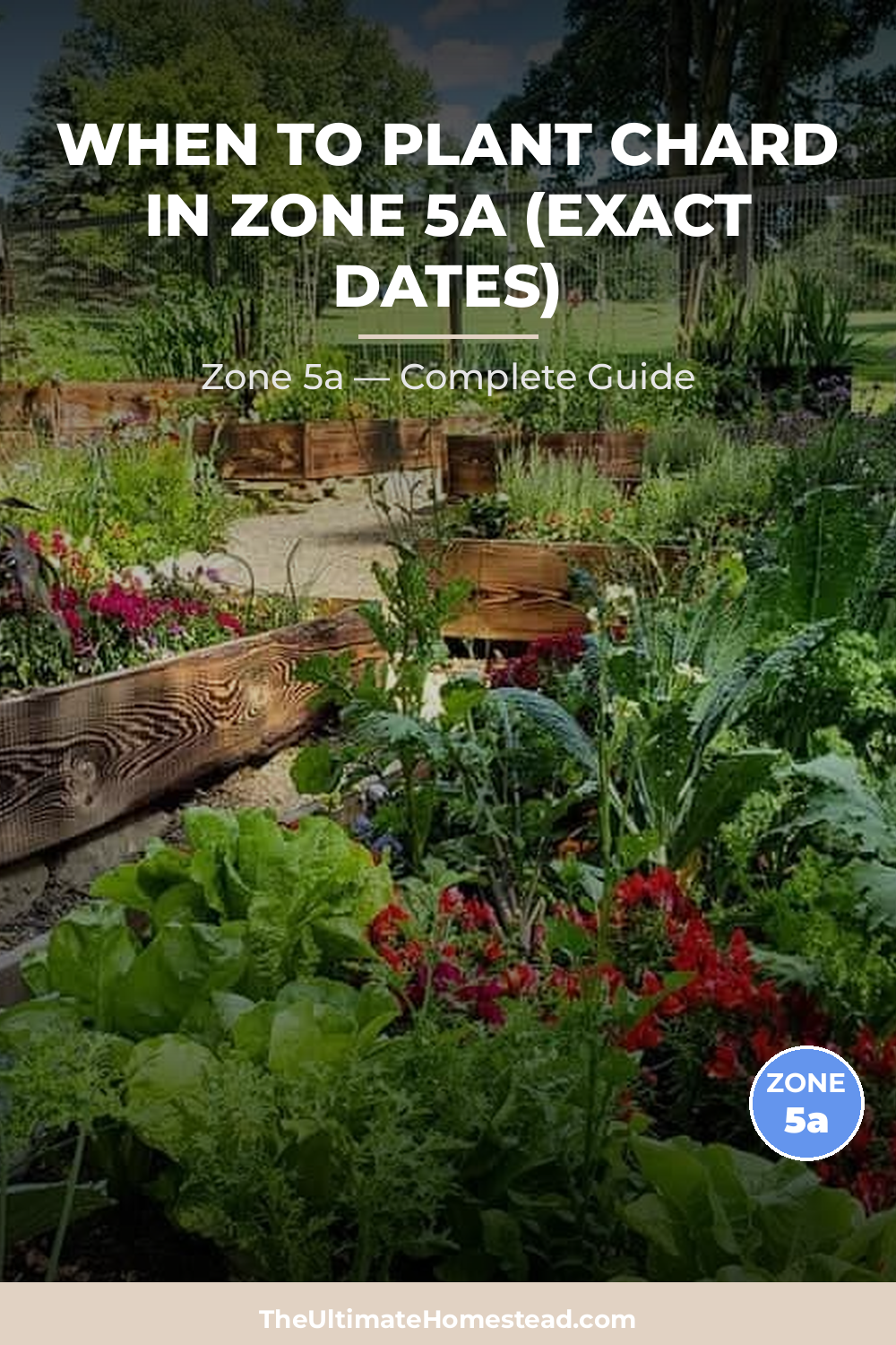When to Plant Chard in Zone 5a