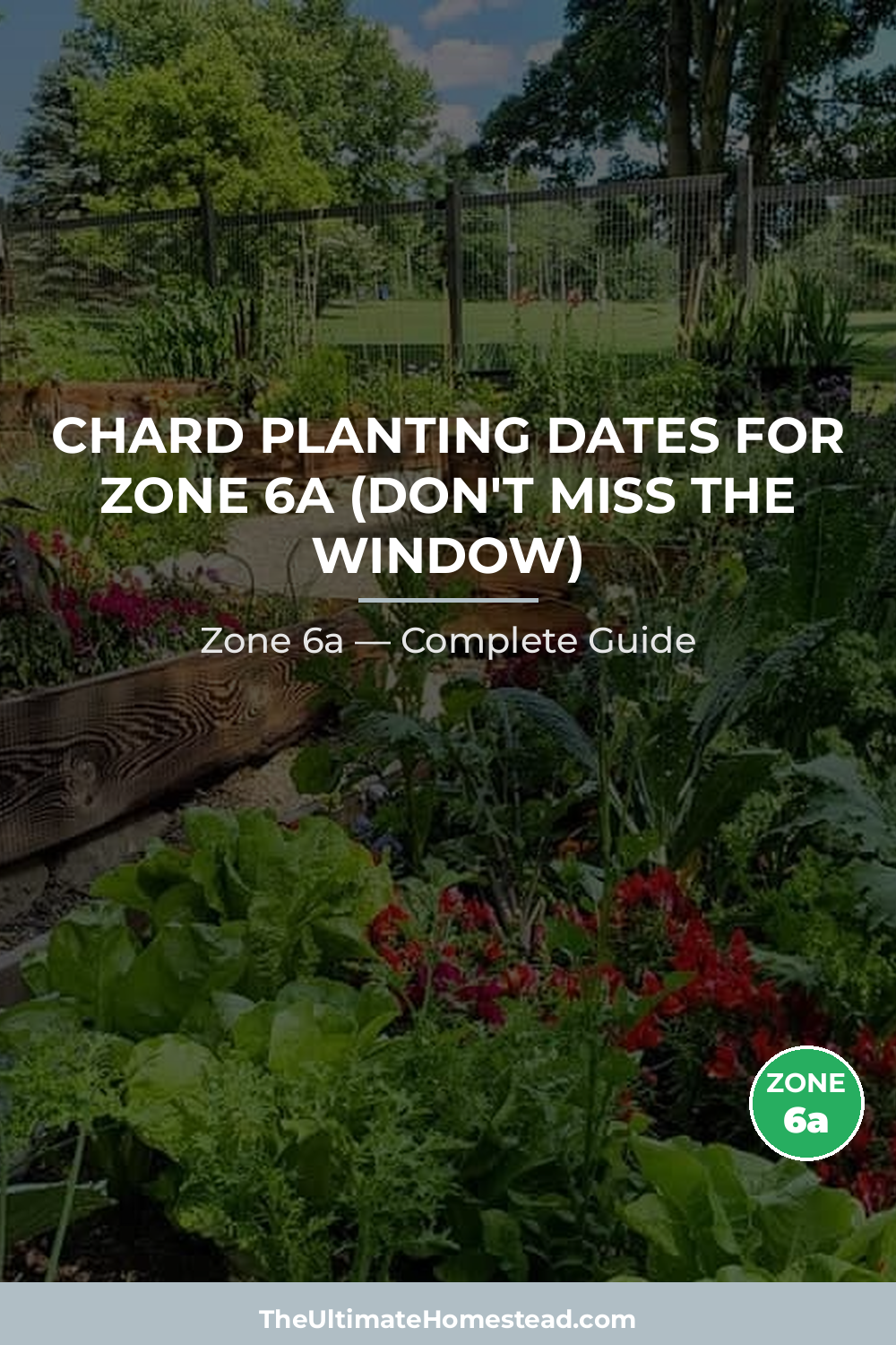 When to Plant Chard in Zone 6a
