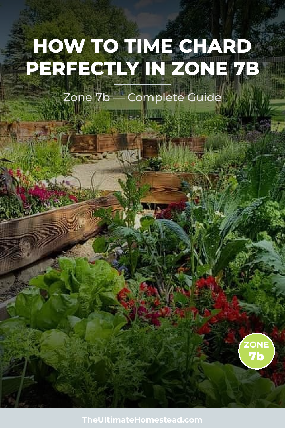 When to Plant Chard in Zone 7b