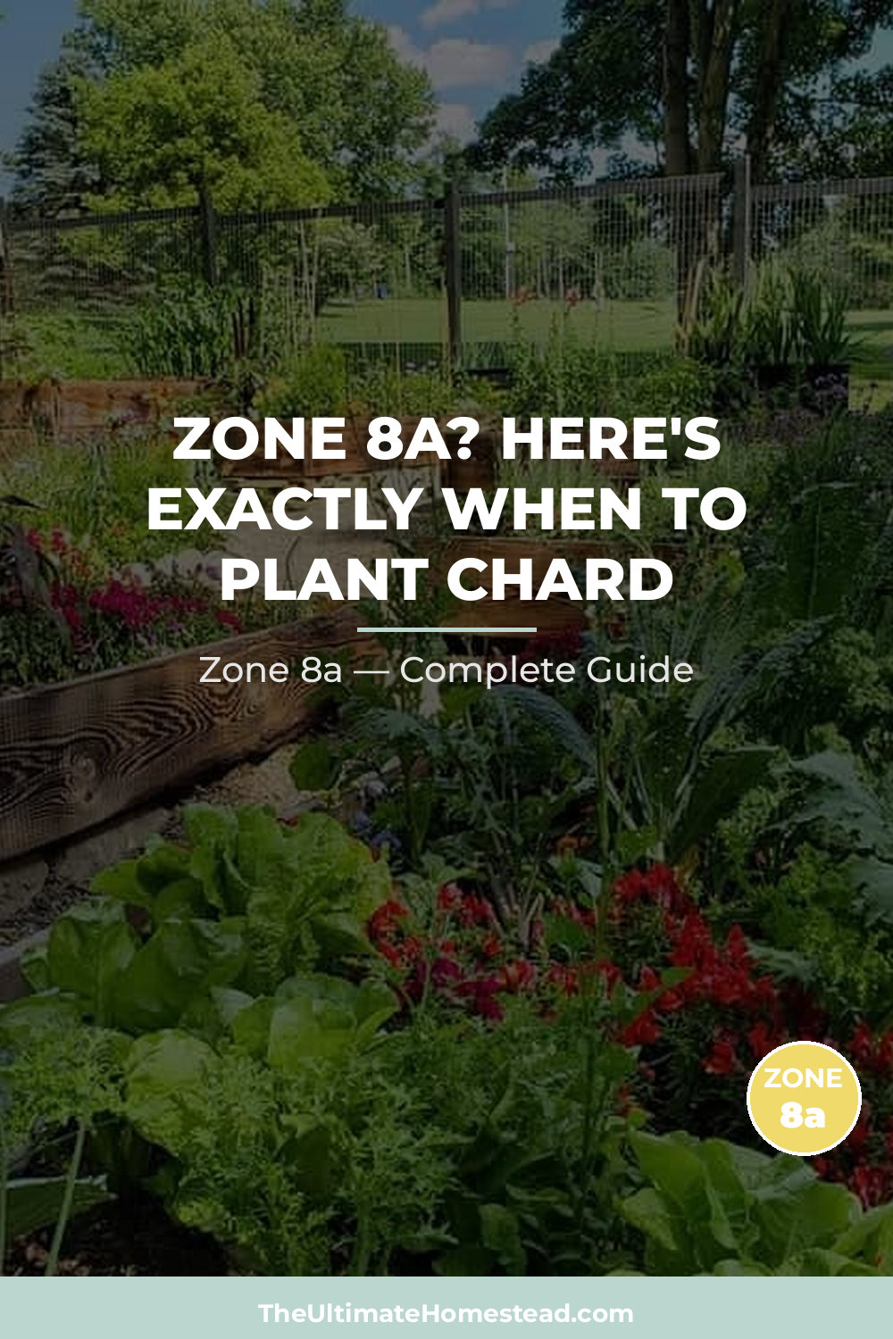 When to Plant Chard in Zone 8a
