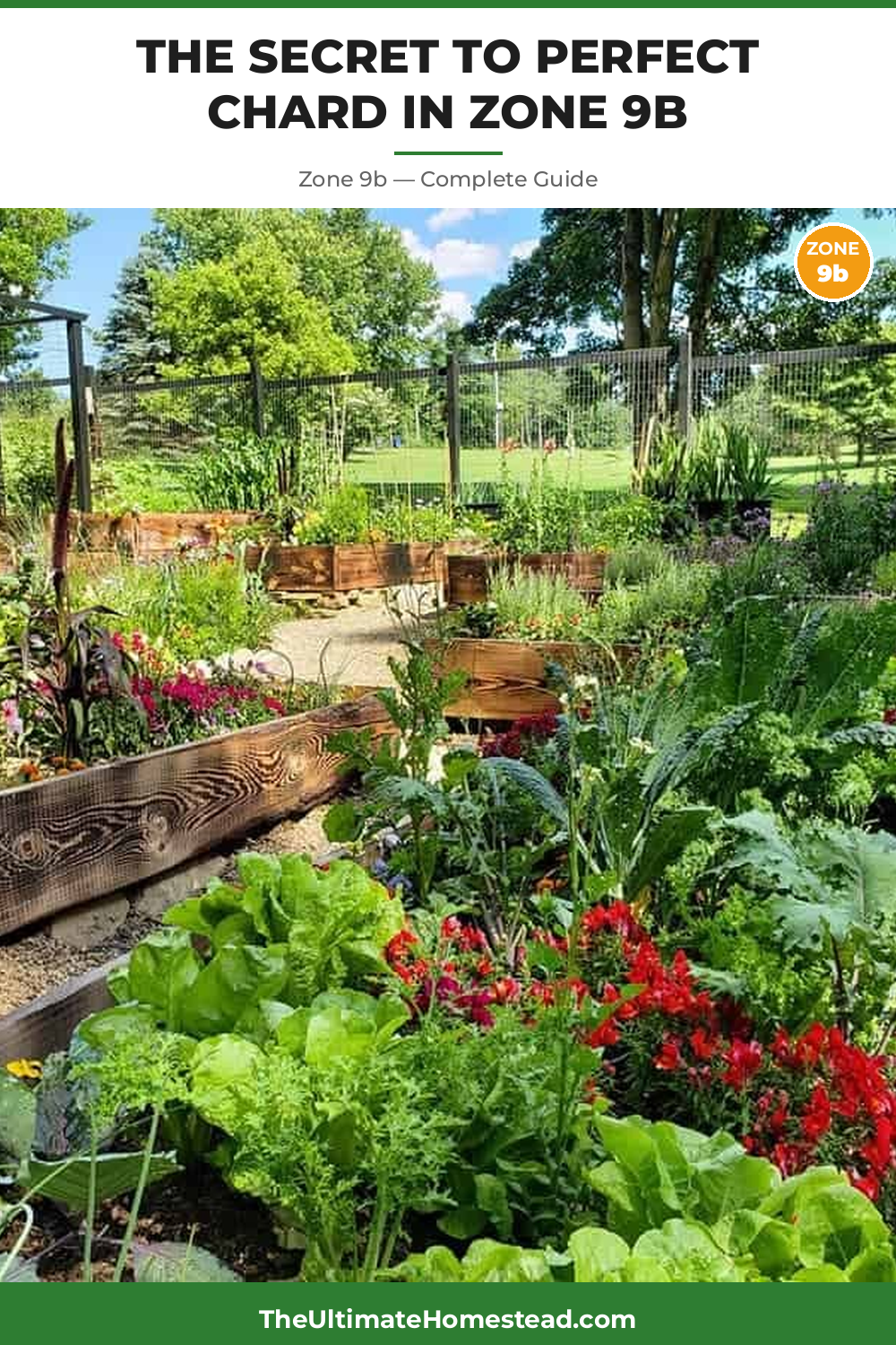 When to Plant Chard in Zone 9b