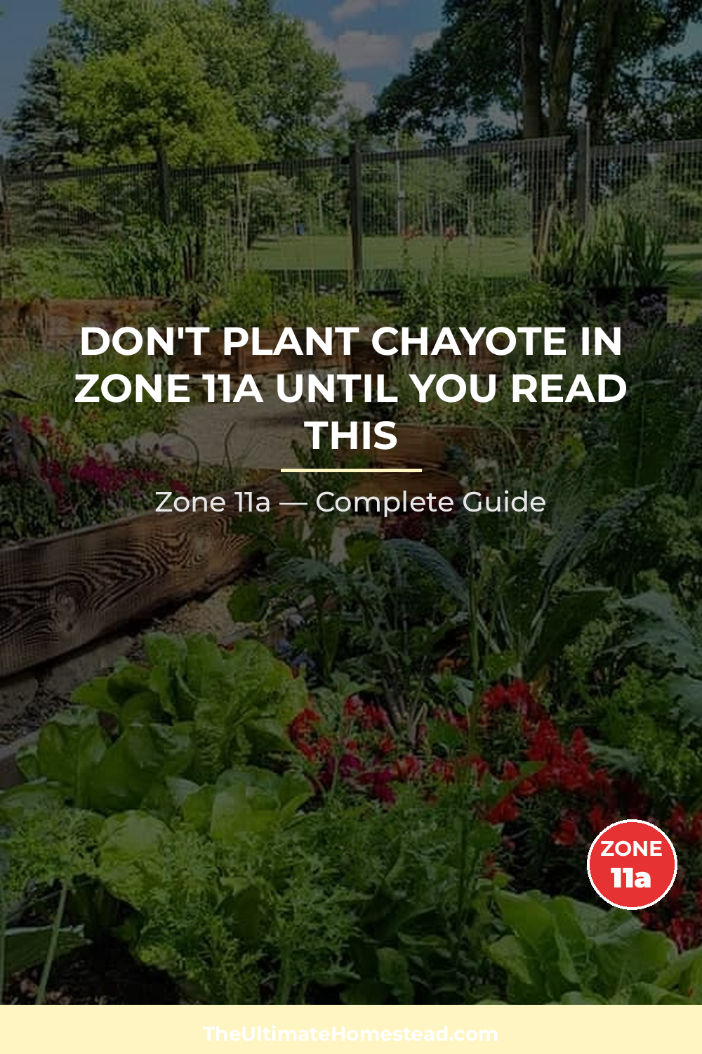 When to Plant Chayote in Zone 11a