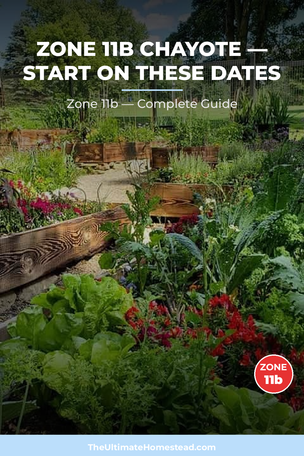 When to Plant Chayote in Zone 11b