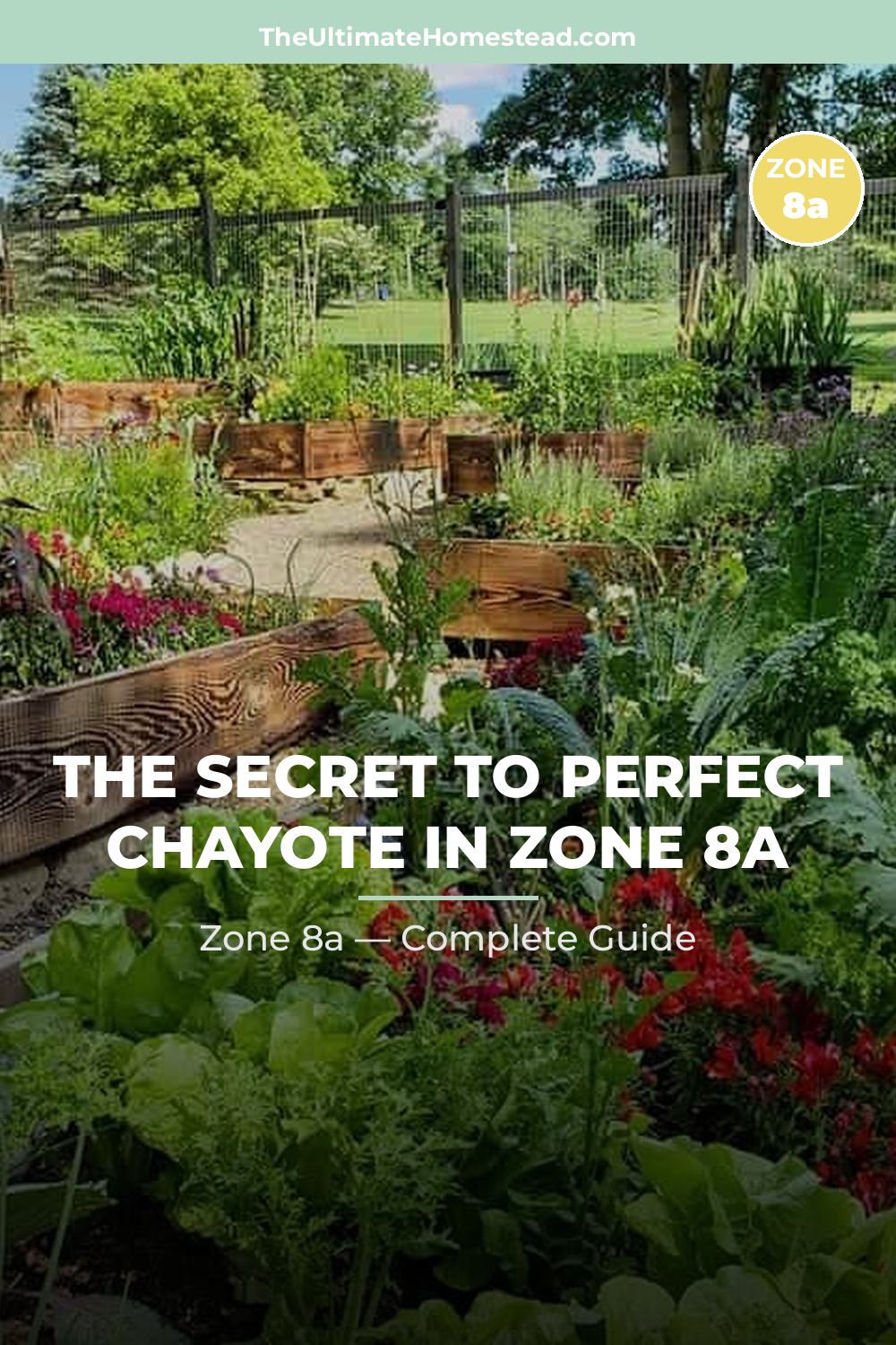 When to Plant Chayote in Zone 8a