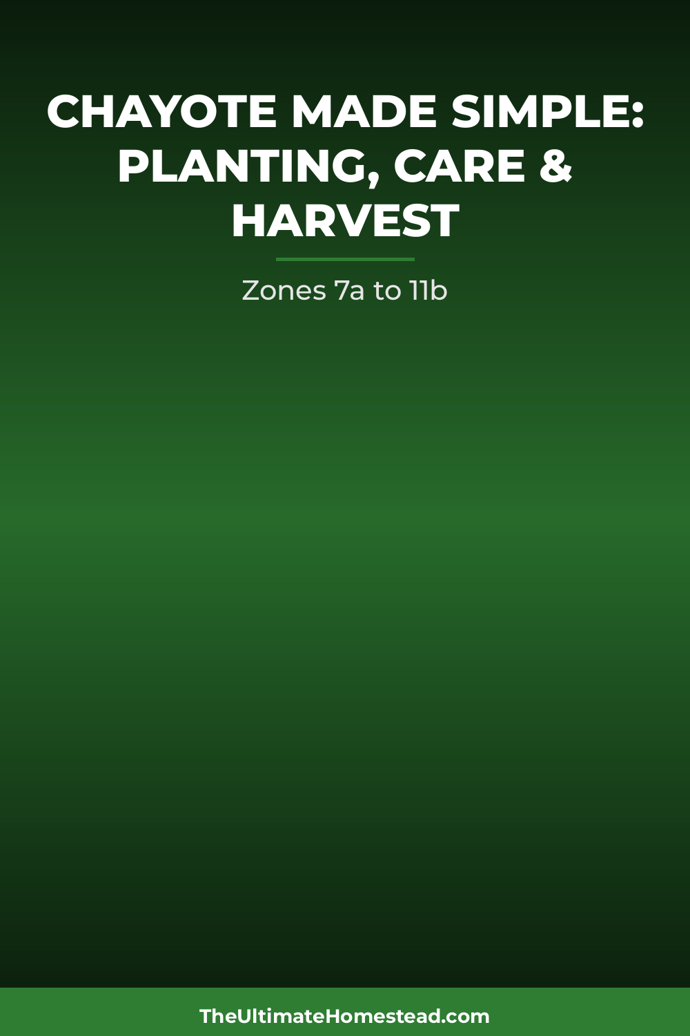 Chayote Planting Guide