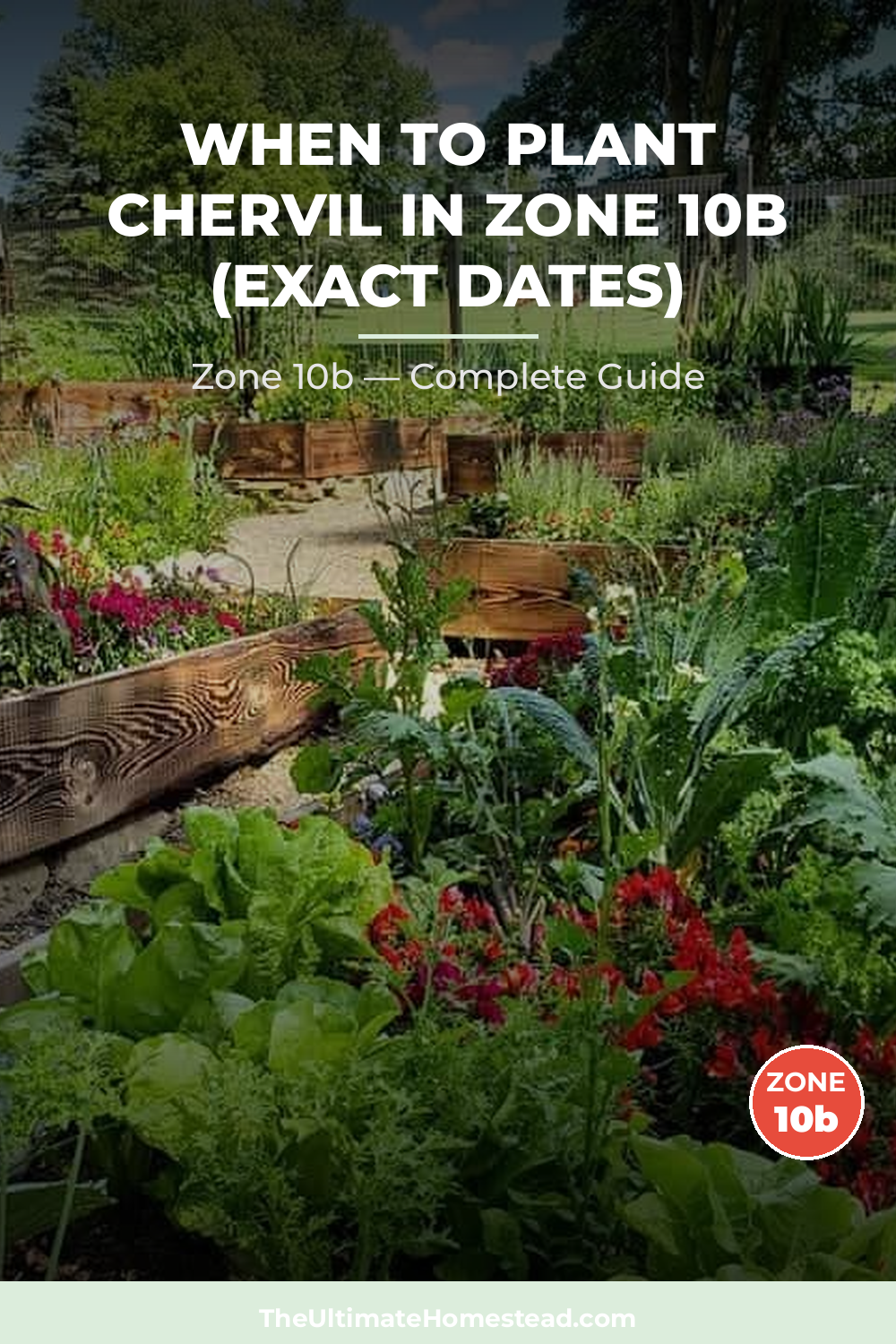 When to Plant Chervil in Zone 10b