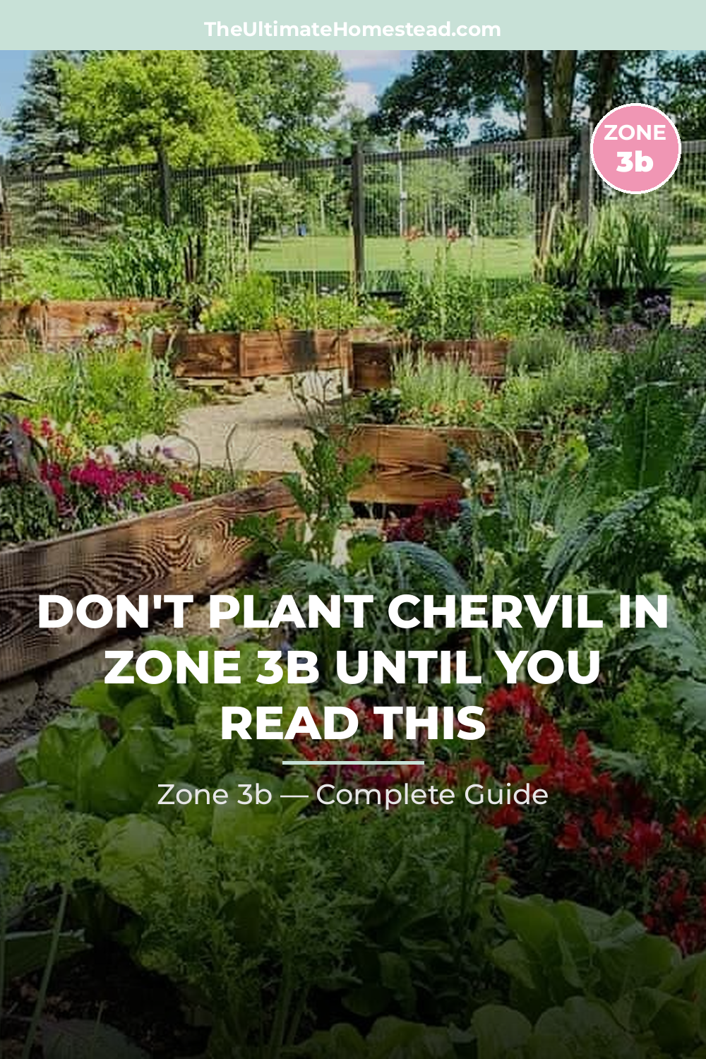 When to Plant Chervil in Zone 3b