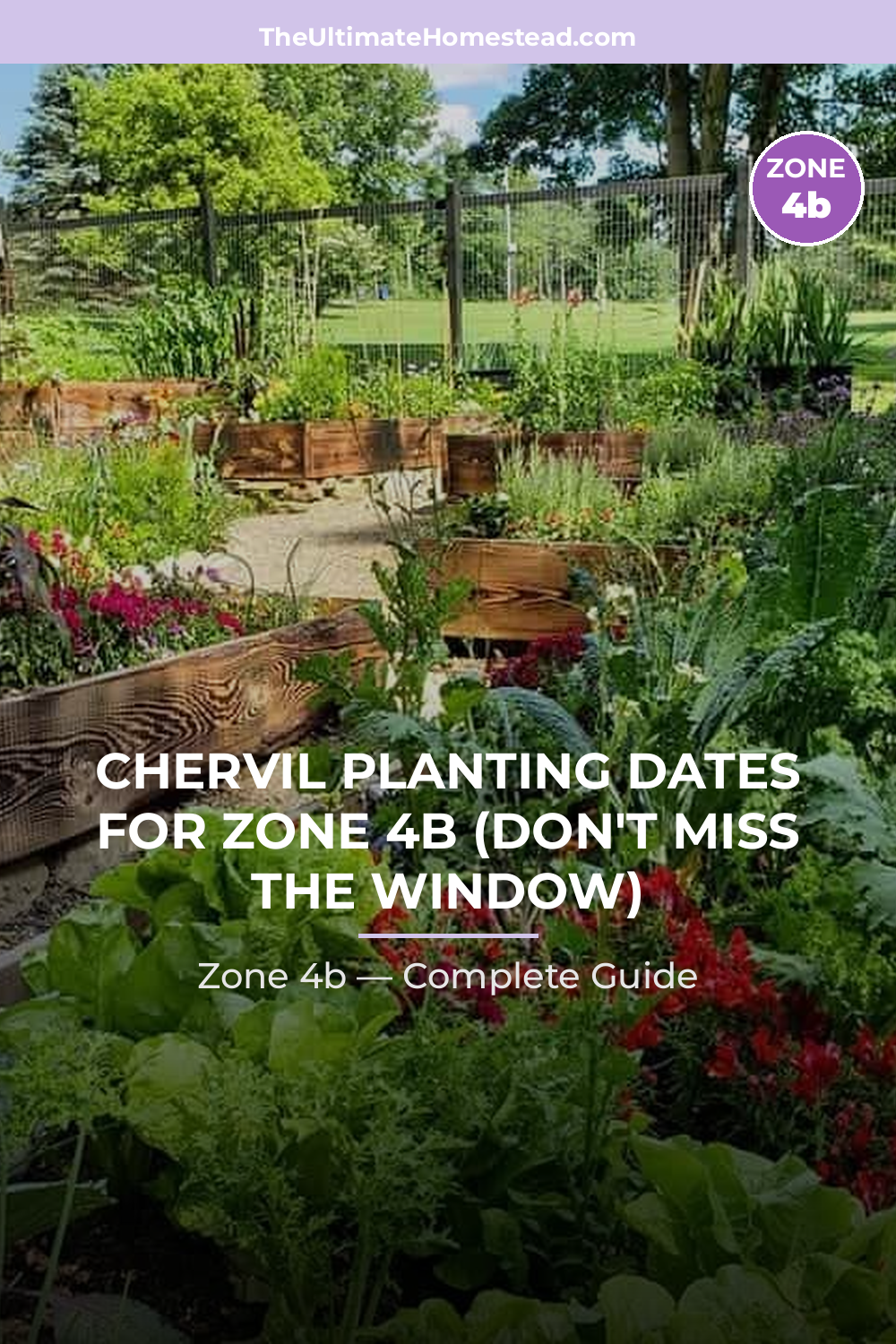 When to Plant Chervil in Zone 4b