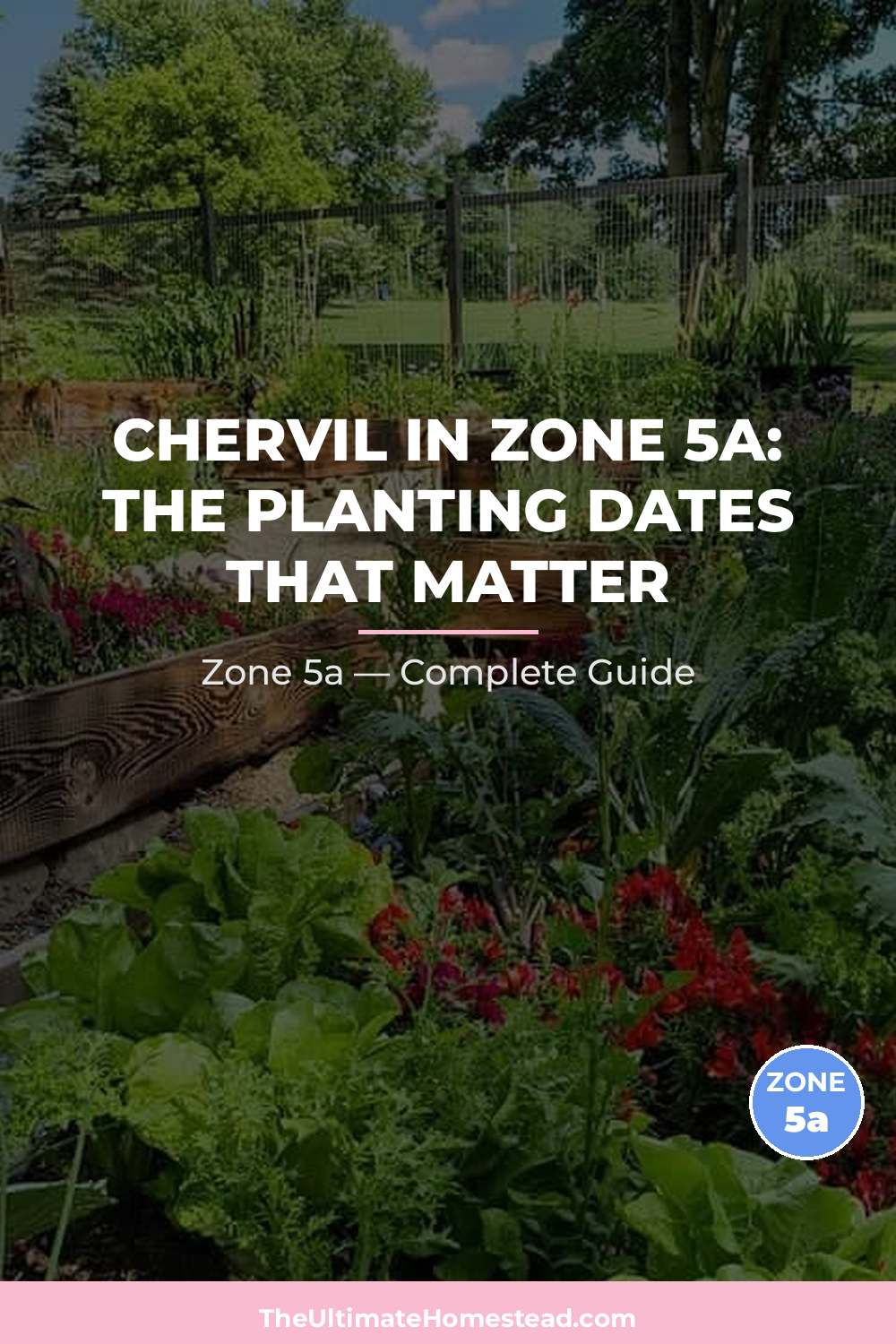 When to Plant Chervil in Zone 5a