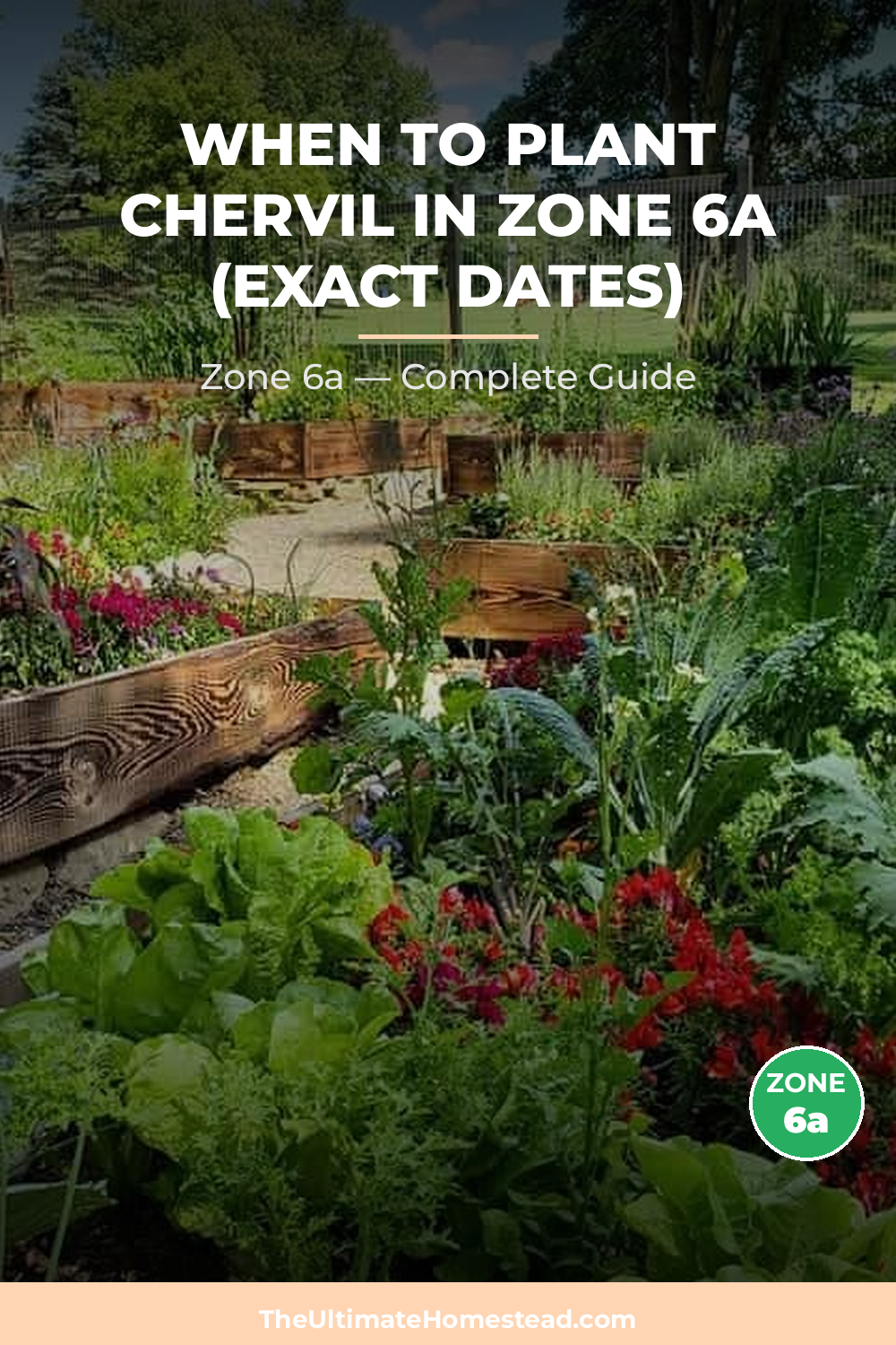When to Plant Chervil in Zone 6a