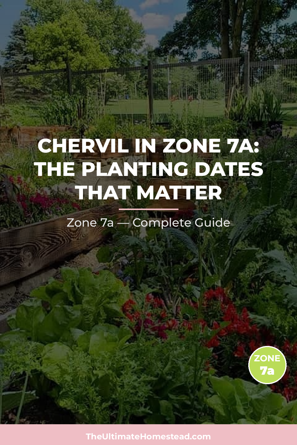 When to Plant Chervil in Zone 7a