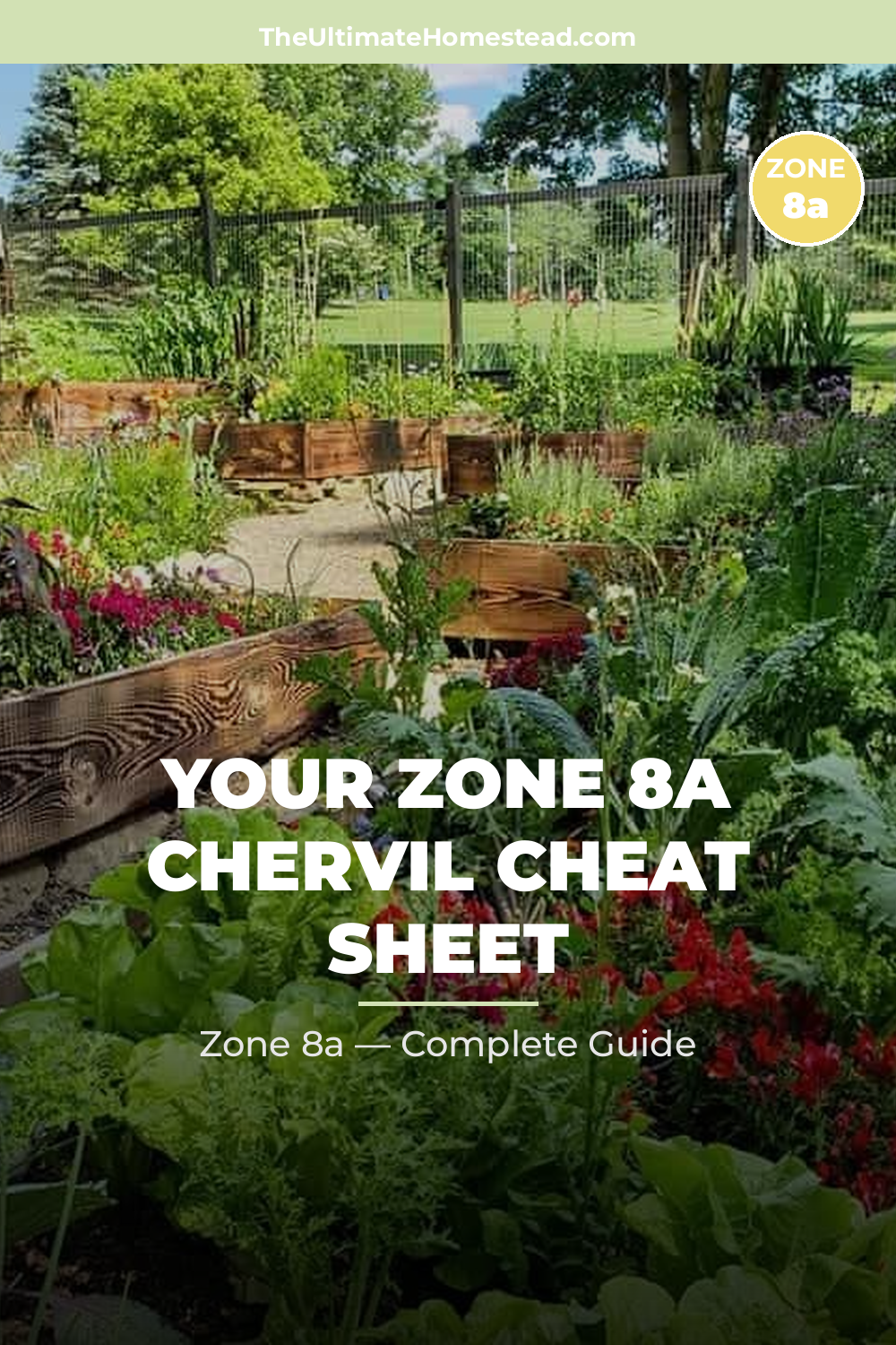 When to Plant Chervil in Zone 8a