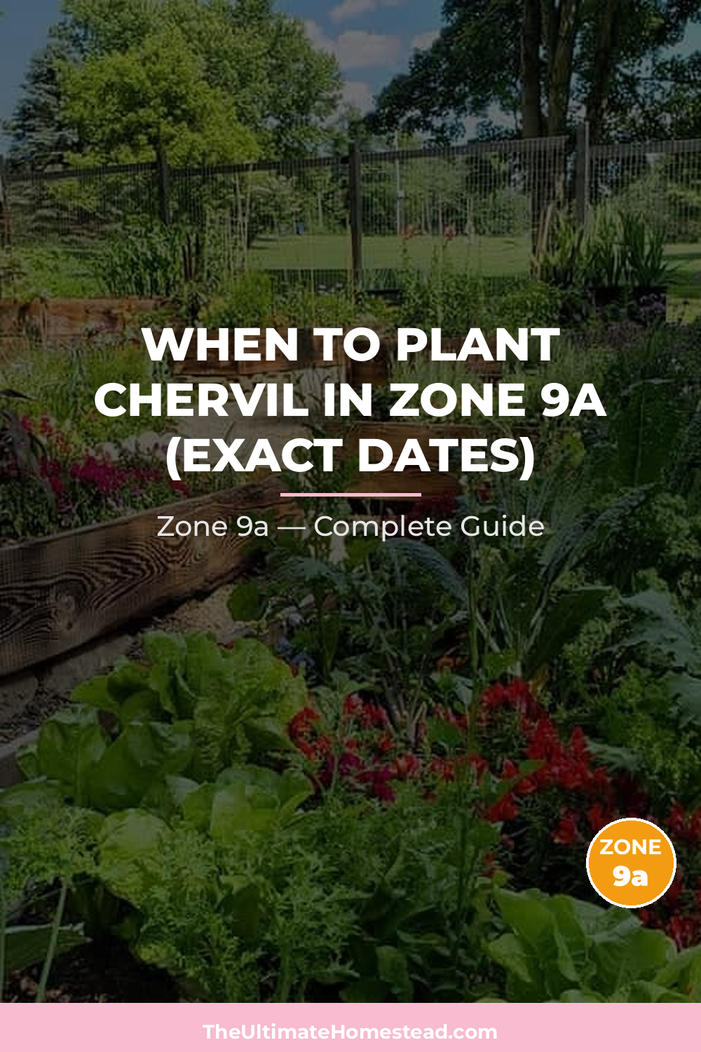 When to Plant Chervil in Zone 9a