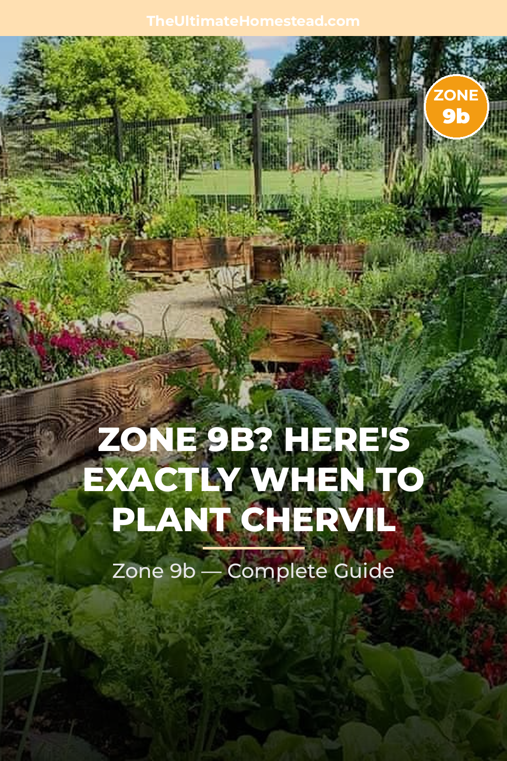 When to Plant Chervil in Zone 9b