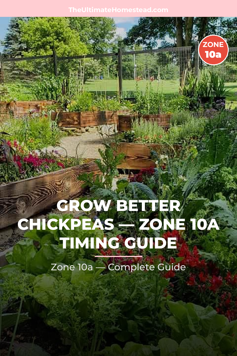 When to Plant Chickpeas in Zone 10a