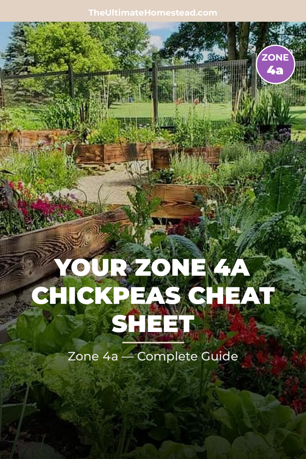 When to Plant Chickpeas in Zone 4a