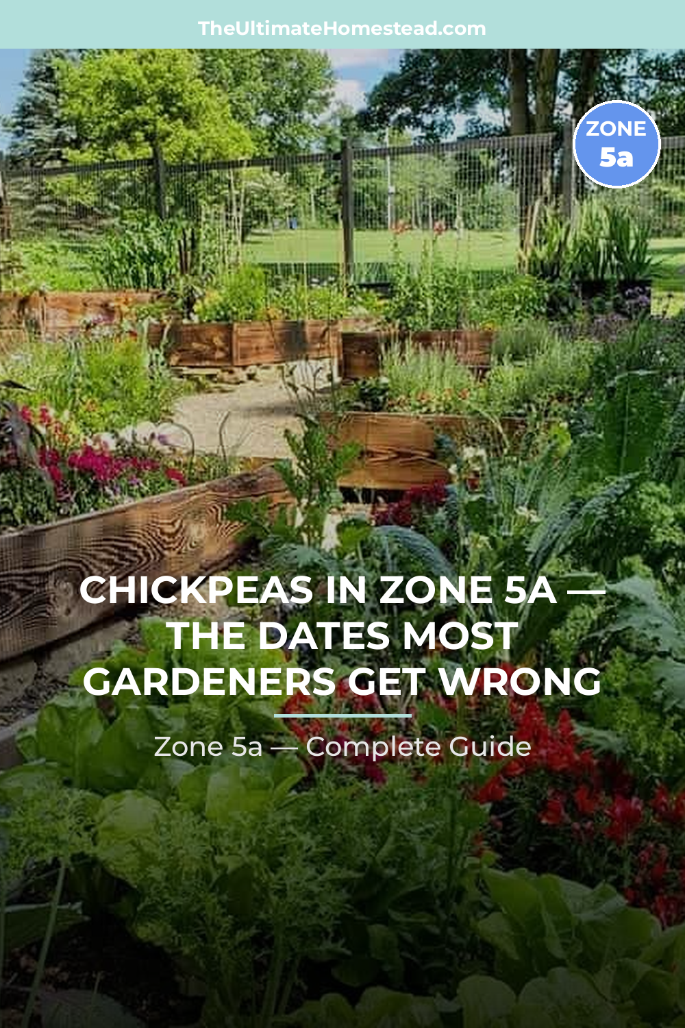 When to Plant Chickpeas in Zone 5a