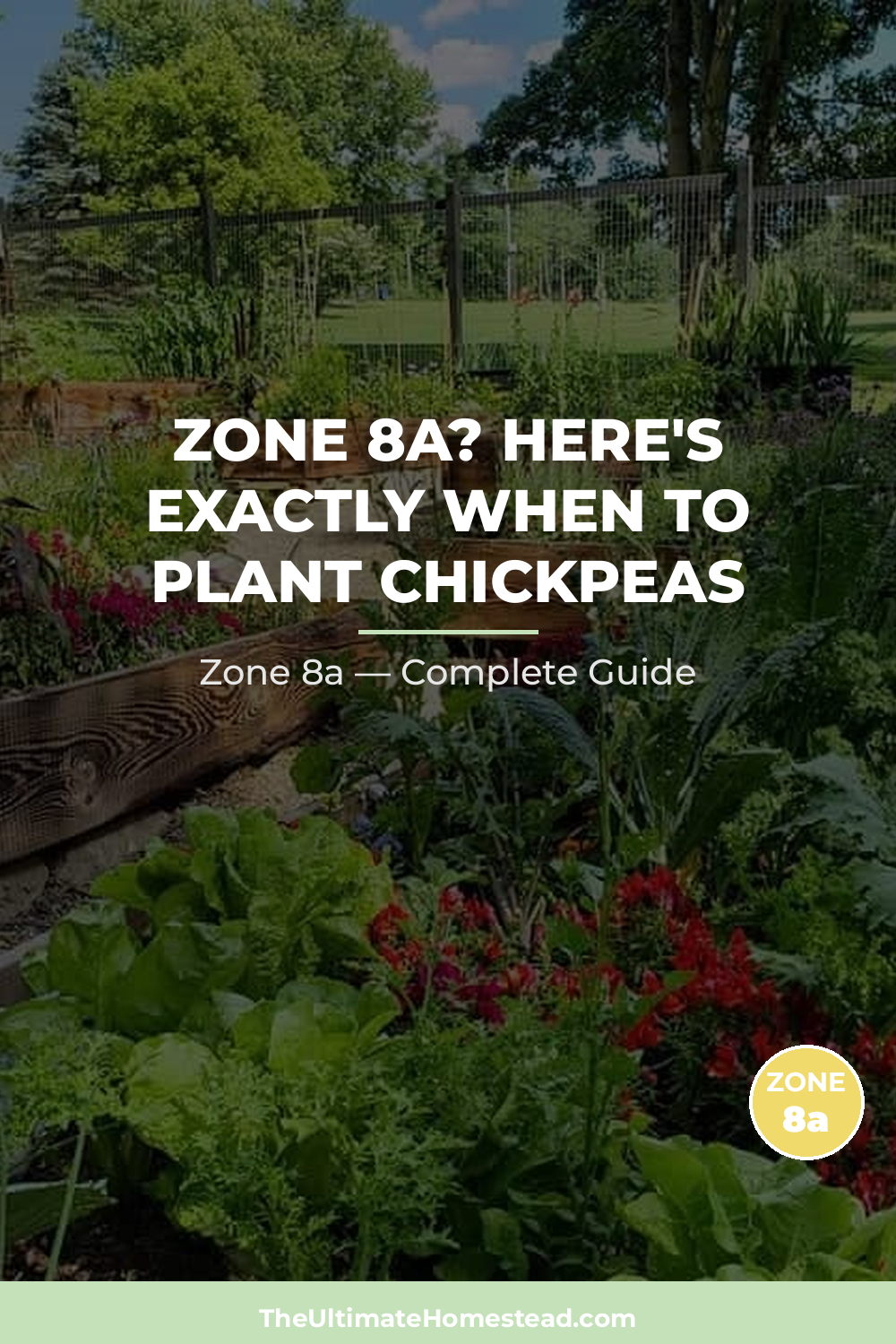 When to Plant Chickpeas in Zone 8a