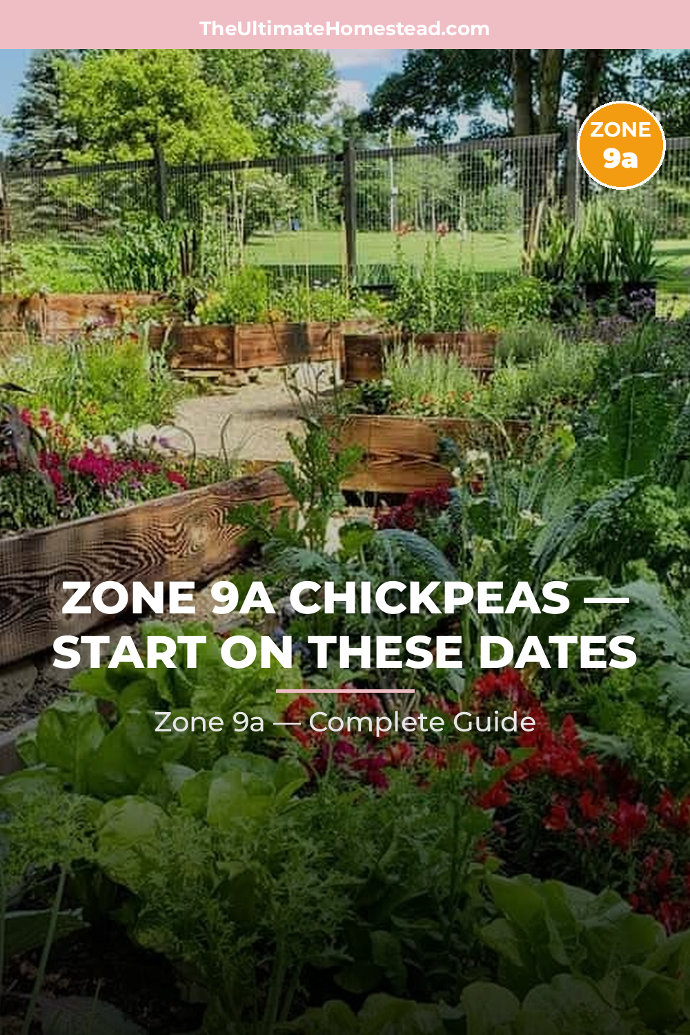 When to Plant Chickpeas in Zone 9a