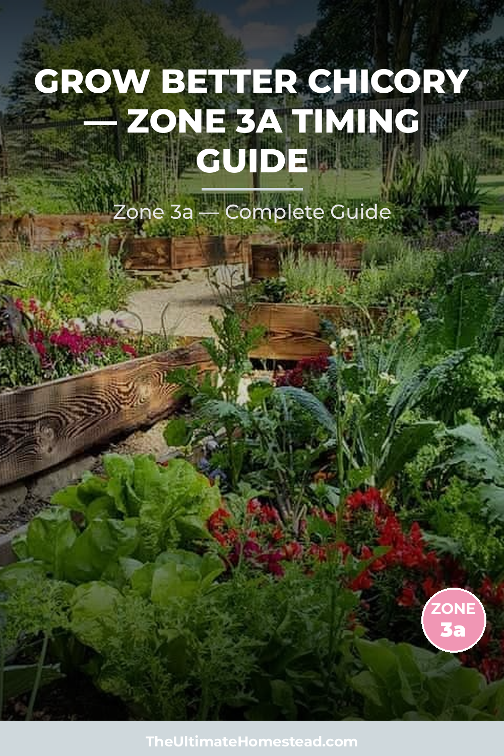 When to Plant Chicory in Zone 3a