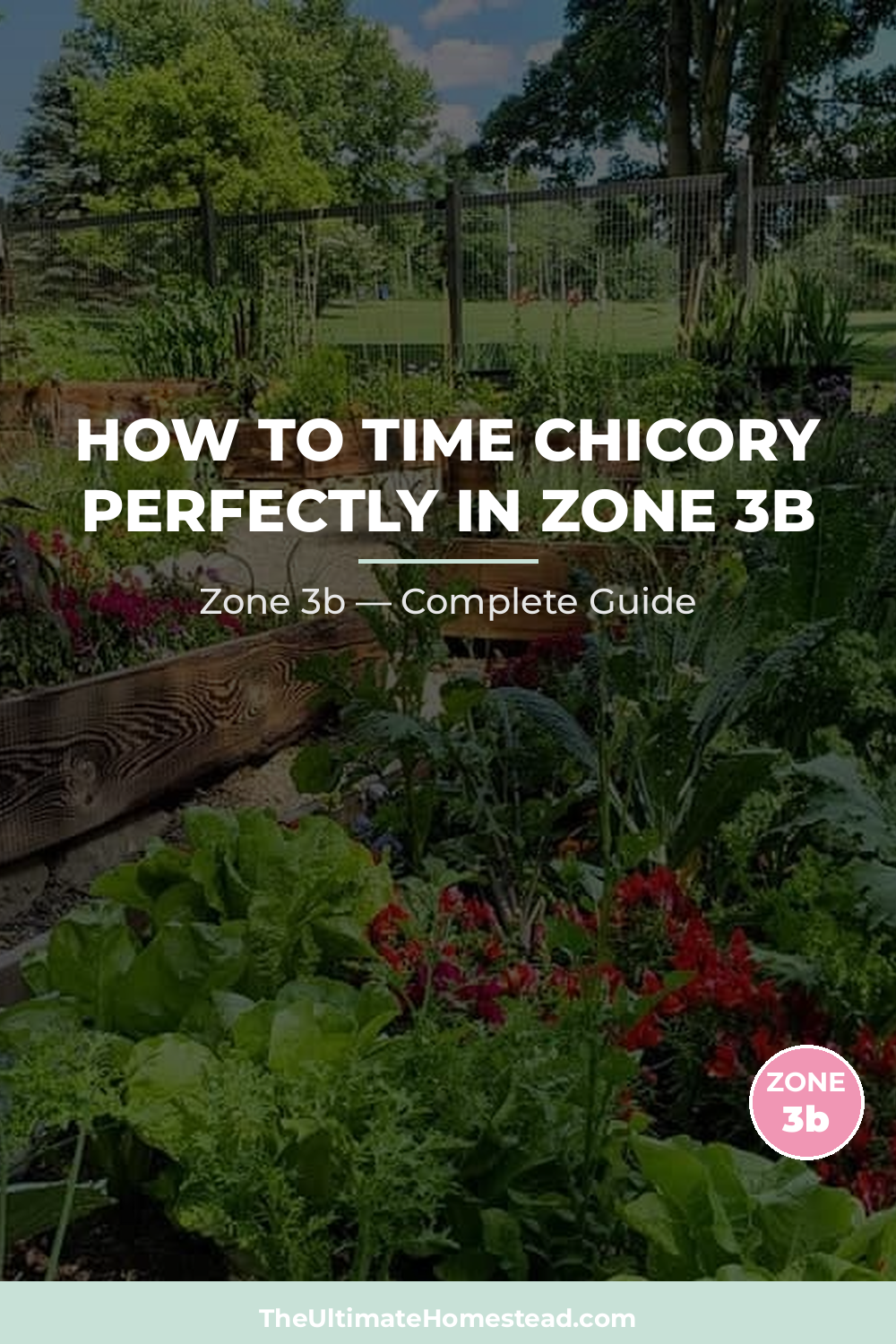 When to Plant Chicory in Zone 3b
