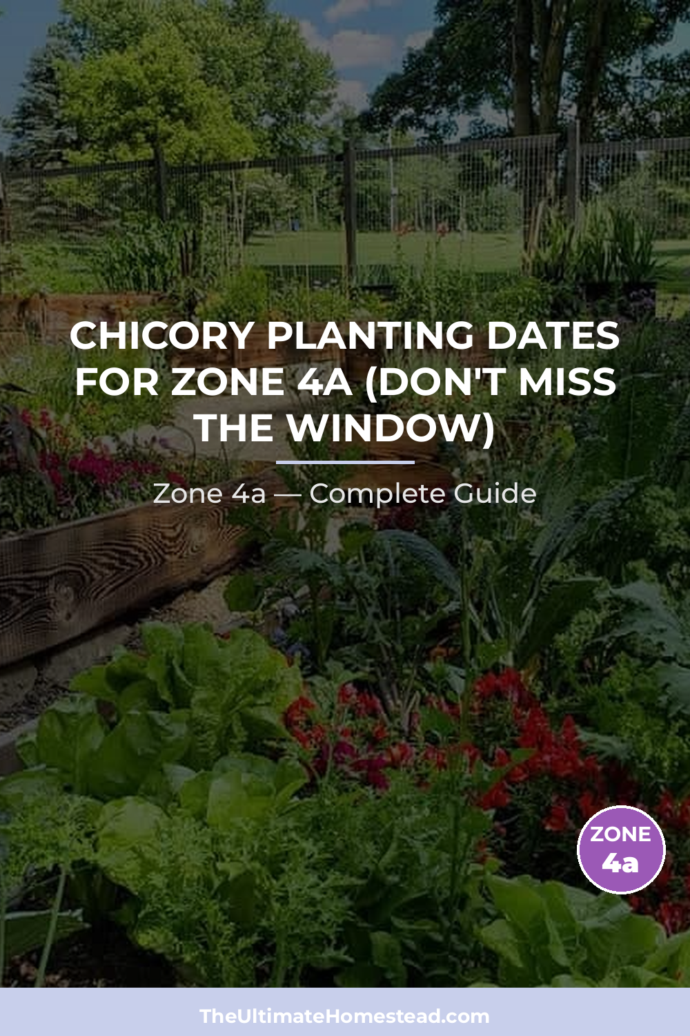 When to Plant Chicory in Zone 4a