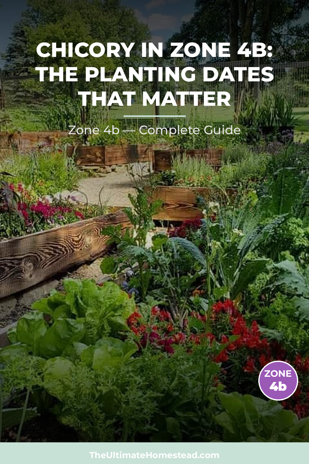 When to Plant Chicory in Zone 4b