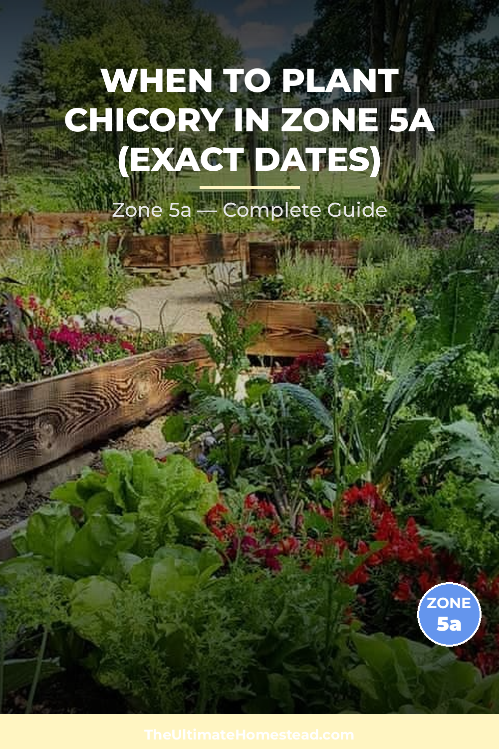 When to Plant Chicory in Zone 5a