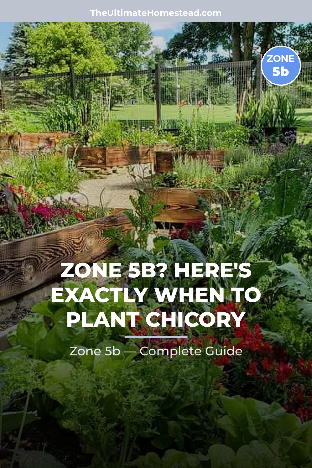 When to Plant Chicory in Zone 5b