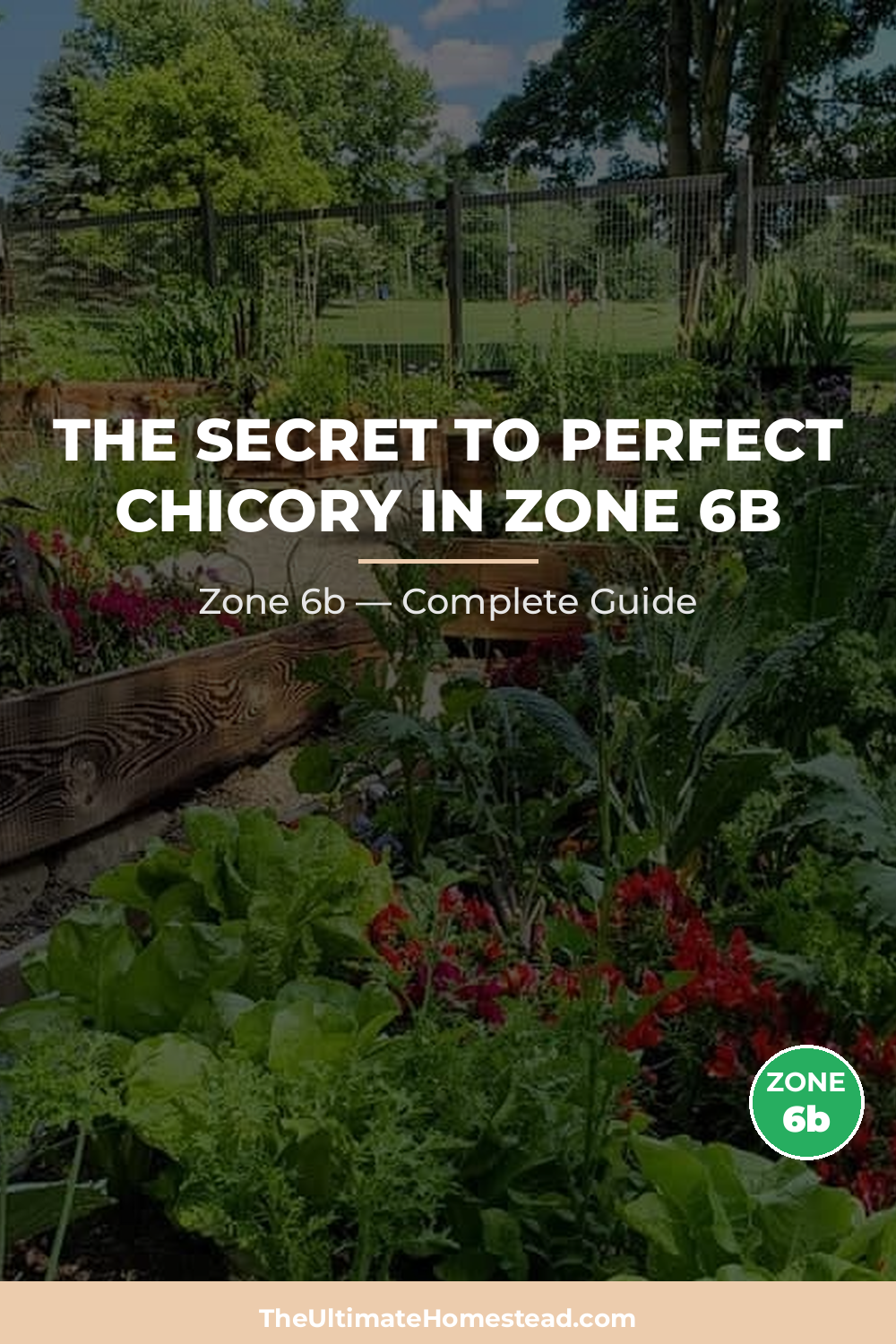 When to Plant Chicory in Zone 6b