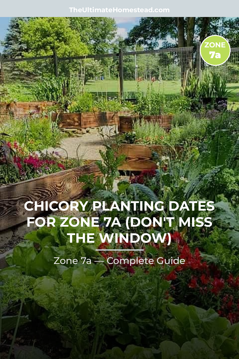 When to Plant Chicory in Zone 7a